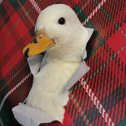Ducks of the week 12/27/25