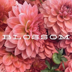 Blossom