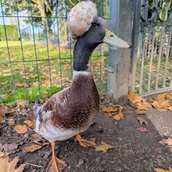 Ducks of the week 11-01-24