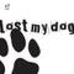 Lost My Dog