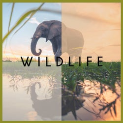 Wildlife