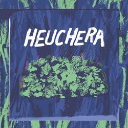 Heuchera