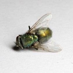 Mosca Muerta