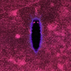 Petrified Microdot