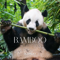 Bamboo