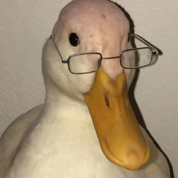 Ducks of the week 08/30/25