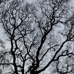 South Autumn Picks