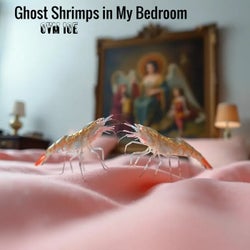 Ghost Shrimps in My Bedroom