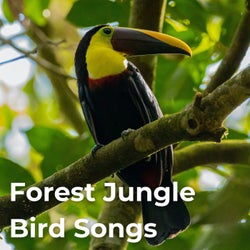Forest Jungle Bird Songs