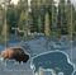 Bring Back The Buffalo
