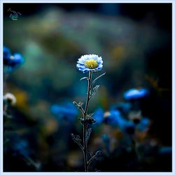 Blue Tansy