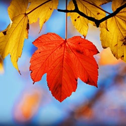 Autumn in My Heart and Nostalgia