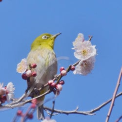 Kosuke Takaishi early spring Chart