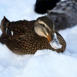 Ducks of the week 12/19/25