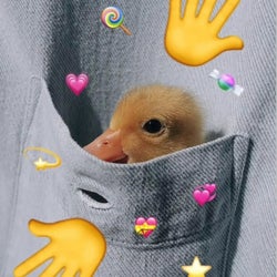 Ducks of the week 02/08/25