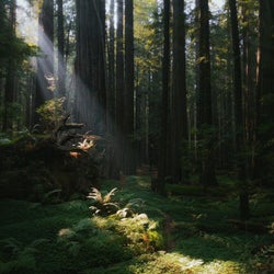 Liquid Forest