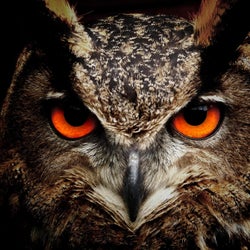 Owl Vision