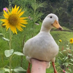 Ducks of the week 11/16/25