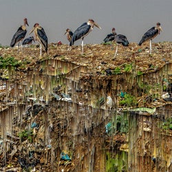 Kaloli Recycled