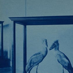 Vertebrate VA Series: 01