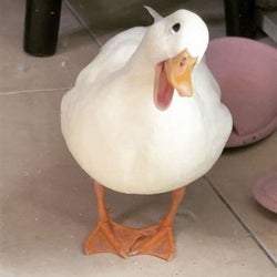 Ducks of the week 02/06/26