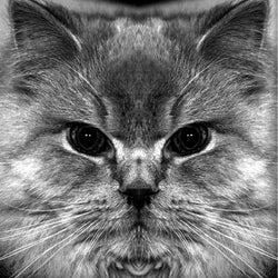 Purr