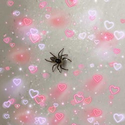 ragnatele