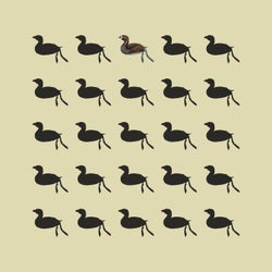 Poq