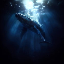 Whale Calling