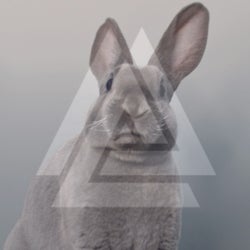Bunnies