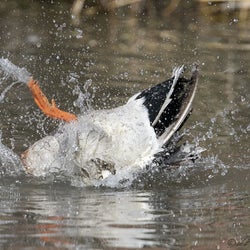 Ducks of the week 02/19/25