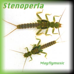 Stenoperla