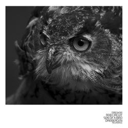 Son of a Bird