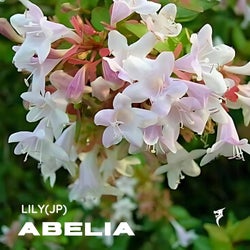 Abelia