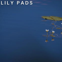 Lily Pads