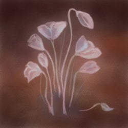 Red Poppy Flowers