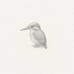 The Kingfisher