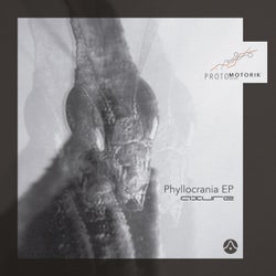 Phyllocrania EP