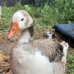 Ducks of the week 11/07/25