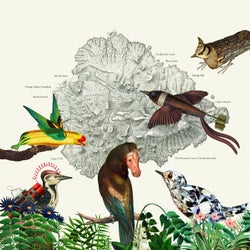 Birds 1-39