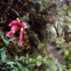 Tú