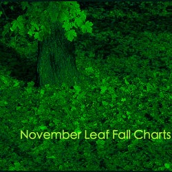 November Leaf Fall