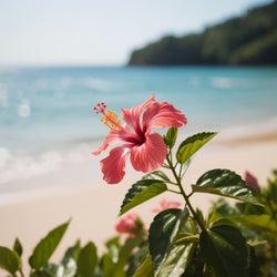 Summer Diaries