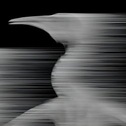 Ghost Bird