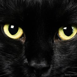 Eyes of the Black Kat