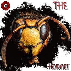 The Hornet