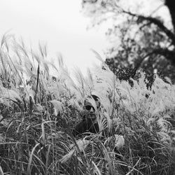 Podime September Chart