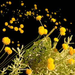 Bank of Wildflowers (feat. Georgia) (Leftfield Remix)