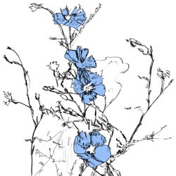 Cerulean Fields