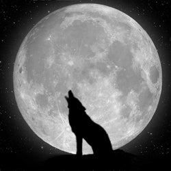 Strange Beautiful Wolf Moon